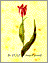 9789041403674 Tulp