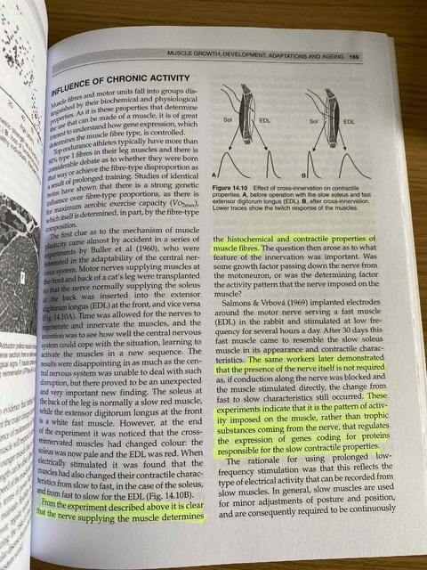 9780443074271-Skeletal-Muscle