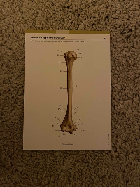 9780702052576-Sobotta-Flashcards-Bones-Ligaments-and-Joints