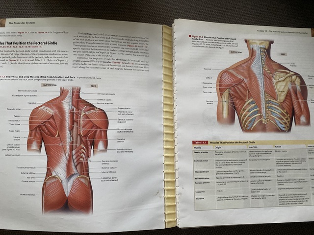 9780321732668-Human-Anatomy